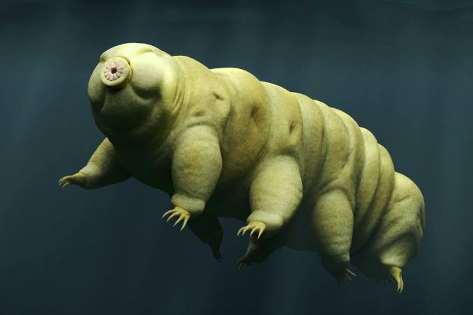 Gangatkar's tweet photo. @NoContextHumans Tardigrades https://t.co/GQSBH9dUS3