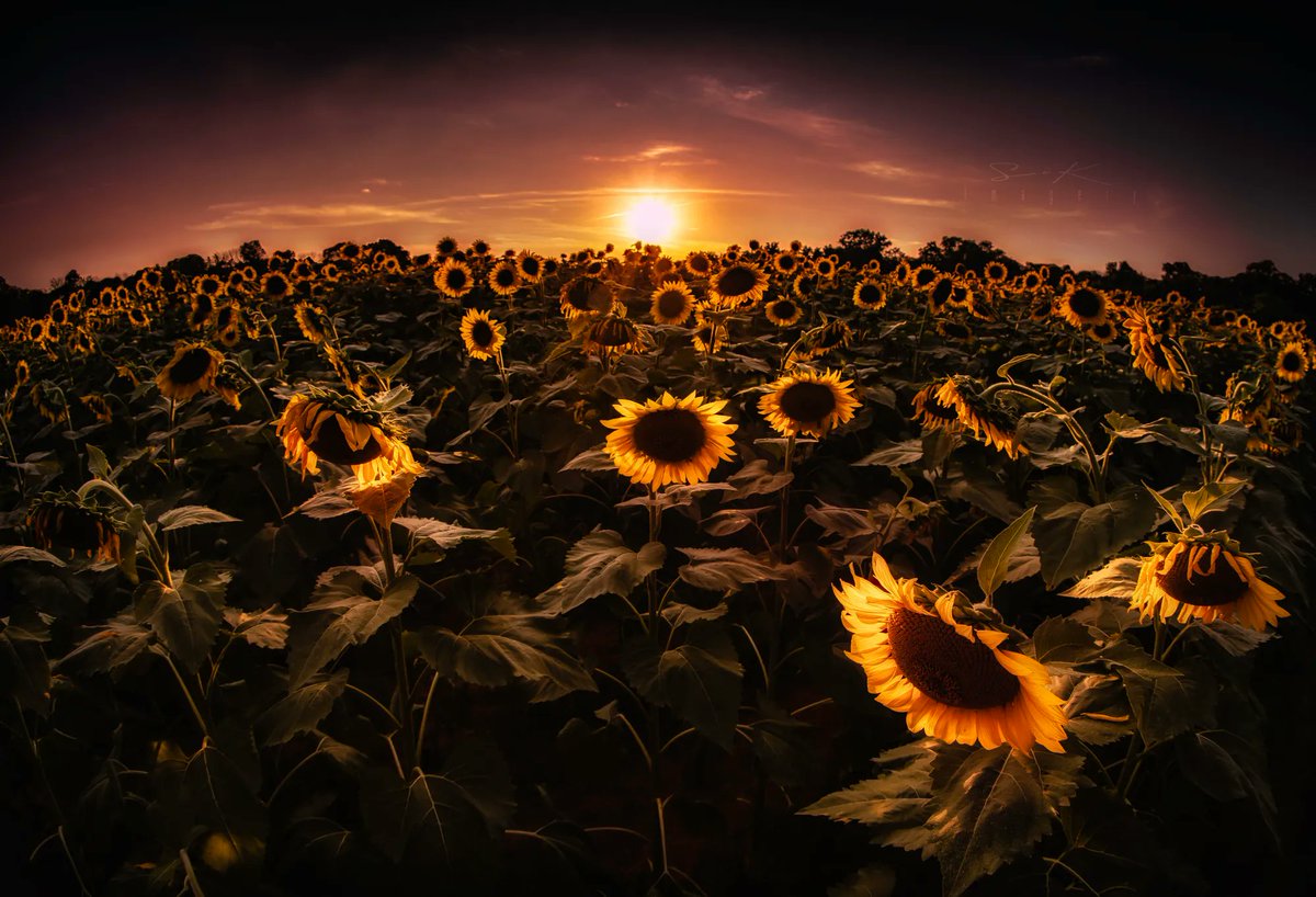 SiKImagery's tweet image. Happy #Friday my friends! Share what you’d like for #FridayFreeForAll!
I’m going w/ the #FlowersonFriday theme, myself. Been a minute since I’ve done that.
It’s #sunflower season in our area of Delaware! I love seeing the sunflower fields!
*
Like/Comment/#Retweet your favs!
