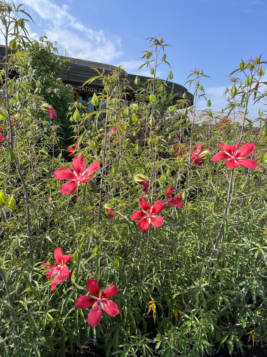 Waterfront Botanical Gardens (@waterfrontgrdns) on Twitter photo mailchi.mp/waterfrontgard… mailchi.mp/waterfrontgard…