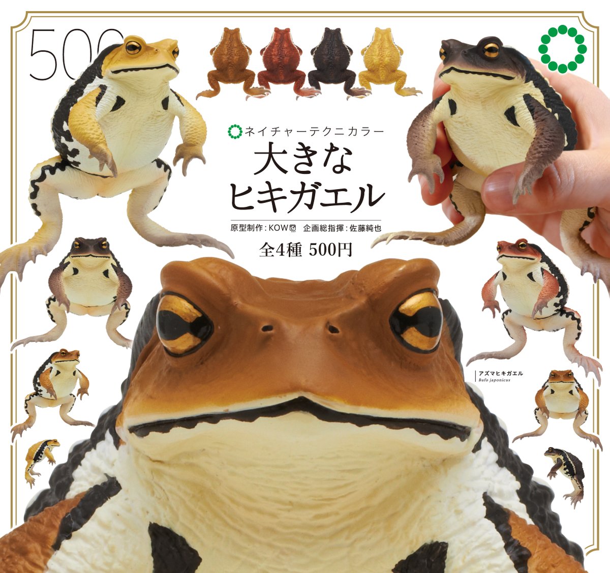 \ NEW /  尋常ではない大きさです…😨 既報の通り今週土日開催の「博物ふぇすてぃばる」いきもんブースにて先行販売となるネイチャーテクニカラー「大きなヒキガエル」ですが、一般店頭には来週7月25日（火）より随時発売予定です。苦手な方だと悲鳴が上がるリアルなサイズ感です…！ 全4種 / 500円