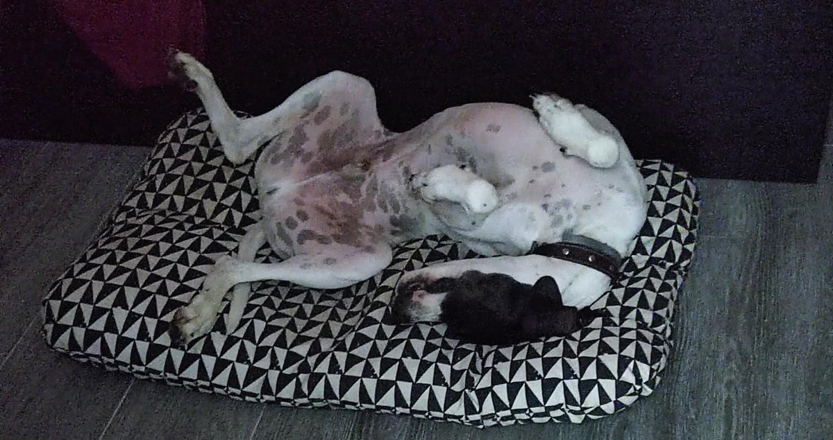 Alandra_Luavel's tweet photo. @DiloConPerritos Milo y su sensual panza arriba, a medio camino entre panza arriba y que Jack le haga un retrato al carbón como a una de sus chicas francesas. https://t.co/8WO0Jm21Xb