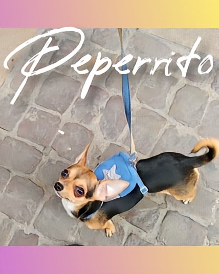 🎥 YOUTUBE 🎥
youtube.com/@PEPERRITO.OFI…

🐦TWITTER 🐦
x.com/peperritoo

📷 INSTAGRAM 📷
instagram.com/peperrito.offi…
💕🐶🐾

#PEPERRITO #chihuahuadog #cutedogs #modeldog #lovemydog🐶#pets #perrofeliz #chihuahua #cuteanimals #youtuberdog #lovely #animalslover #animals #adorable