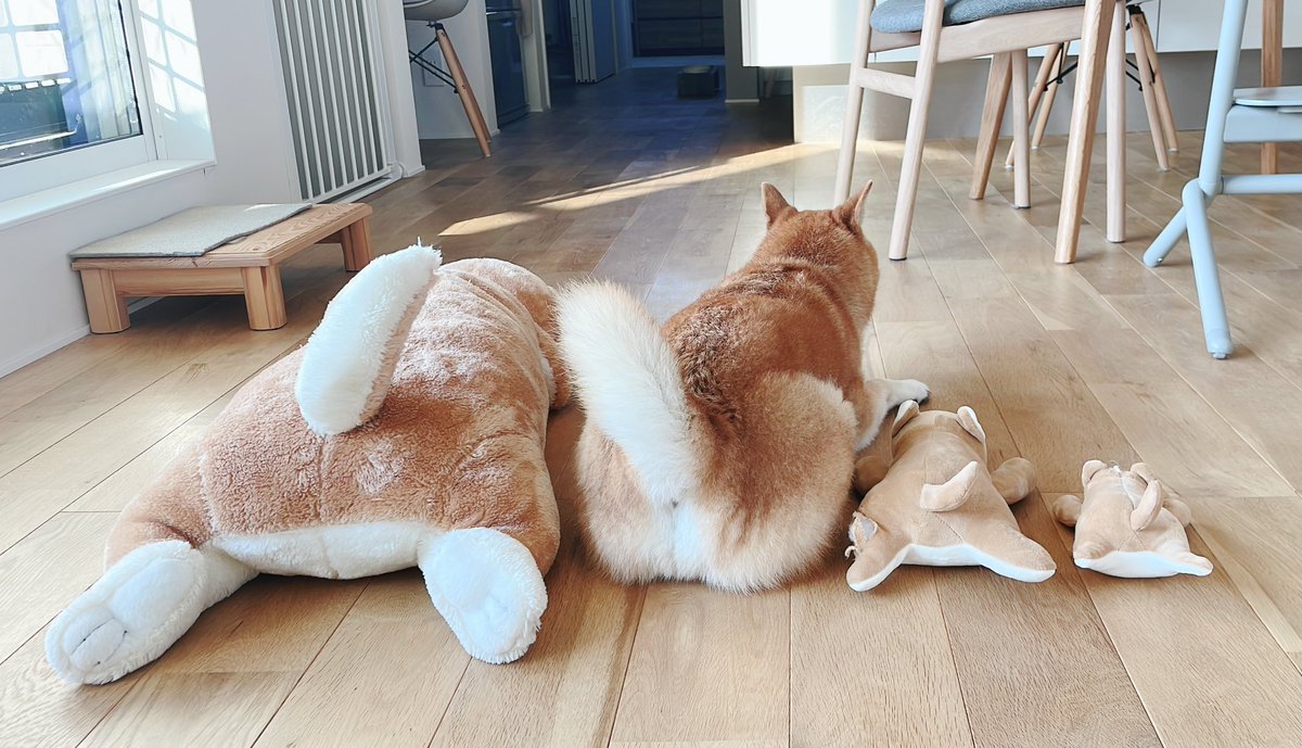 柴犬りんご郎 on X