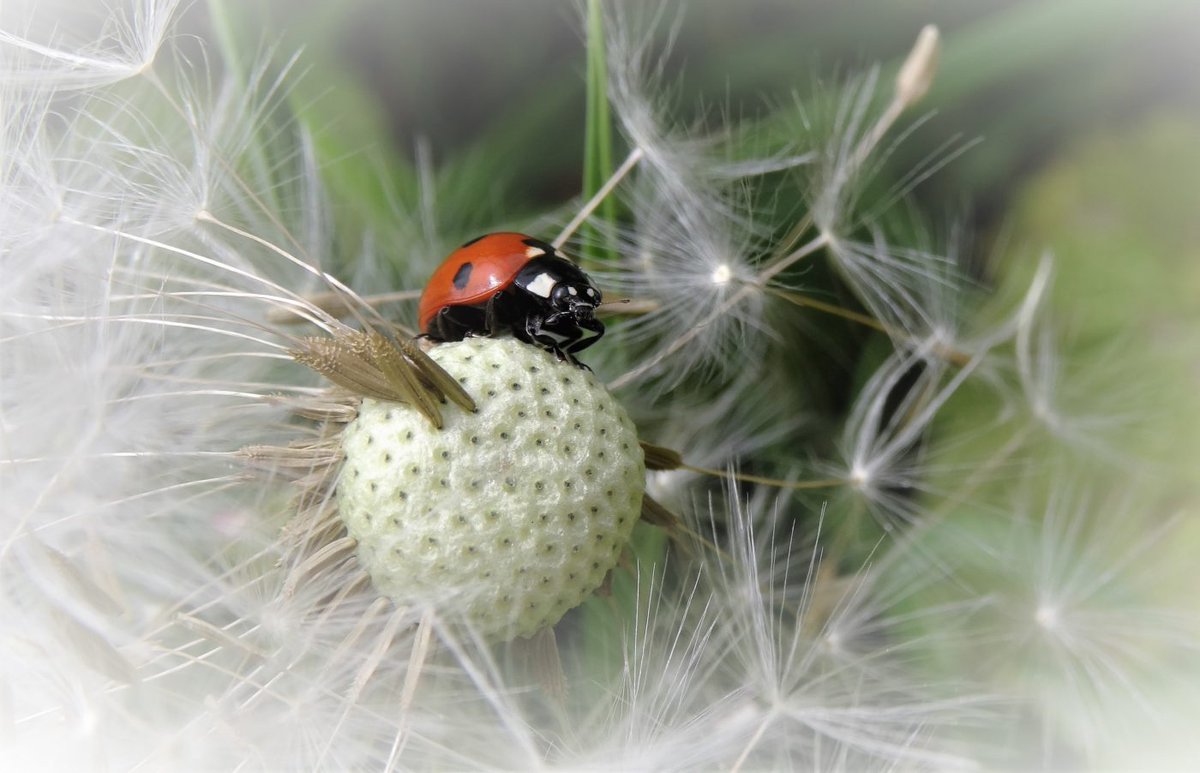 Are you thinking of enrolling in entomology? Visit the link below to discover the exciting #career paths in #entomology that you may not have known existed 🐞 ow.ly/fUIN50OZkjt 📸Elizabeth Cooksey #InsectScience #Insects #CareerAdvice #EntomologyJobs #InsectJobs