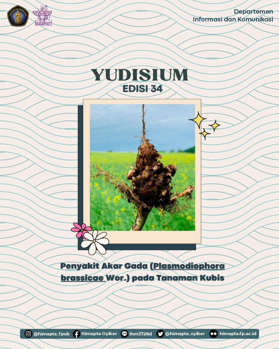 himapta_oyiker's tweet photo. [YUDISIUM: YUK DIINFORMASIKAN UNTUK UMUM #34]

Halo Sobat Oyiker👋🏻!!
Apa kabar? semoga kalian selalu dalam keadaan sehat ya🤩

Yudisium balik lagi nih🙌🏻!!
Yudisium kali ini membahas informasi tentang, "Penyakit Akar Gada (Plasmodiophora brassicae Wor.) pada Tanaman Kubis." https://t.co/ReLMNOdf0O