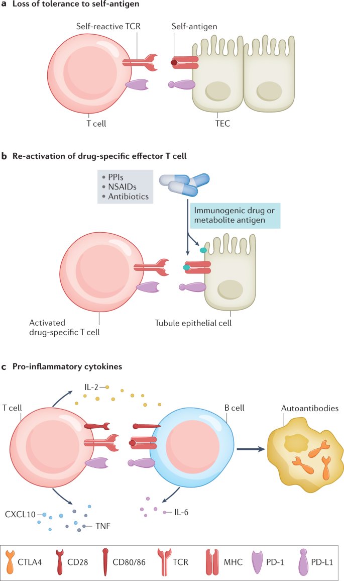 Pathophysiology of immune checkpoint inhibitor-associated acute kidney injury.

go.nature.com/3SDiOEo