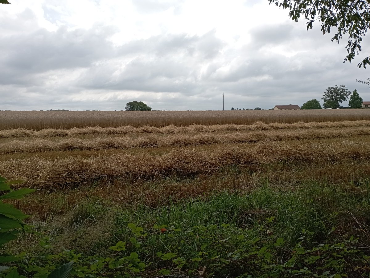 ADel875's tweet image. #FrAgriMoisson2023 
#FrAgTw
C&apos;est parti chez les voisins
J&apos;ai fermé les fenêtres 🤣😂