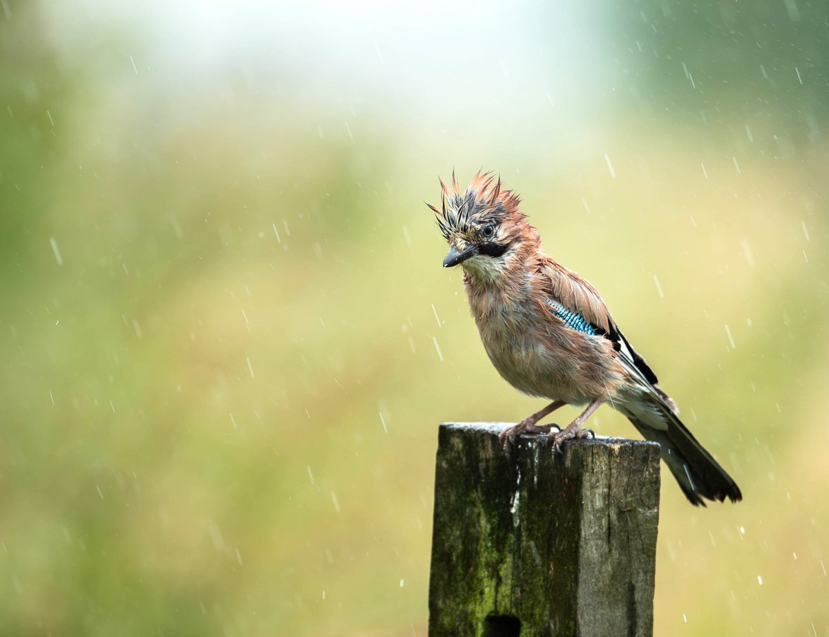 Dan Knight Wildlife Photography & Workshops tweet media