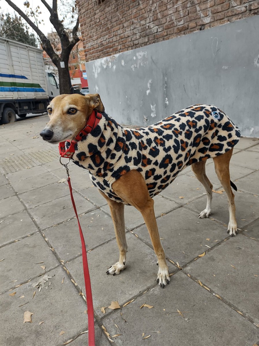 EdbertoIbarra's tweet photo. Hola soy Tita, la princesa galga. @elmundode_tita en IG. Síganme por favor.  #vacacionescontn https://t.co/bTL4kC8BDN