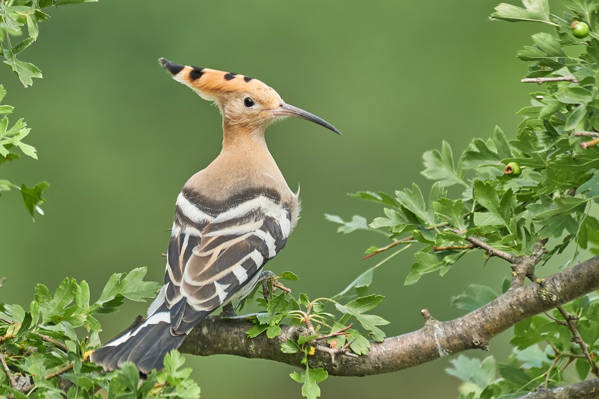 The Hoopoe is definitely one of our summer holiday favourites. Tell us what your favourite summer bird is... Photo by @AndreiProdan_