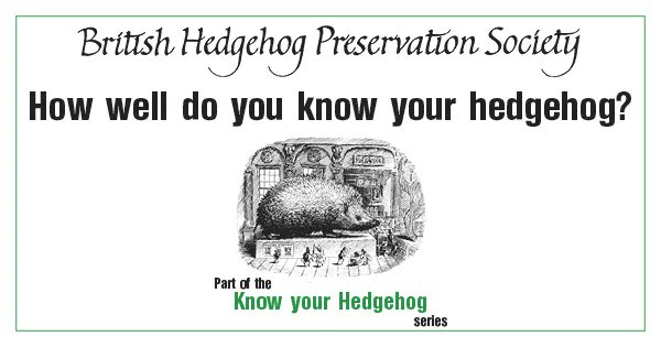 🧠 FRIDAY FACT 🧠 

Ever wondered just how many prickles a #hedgehog has? 

🦔 

A healthy adult hedgehog has between 5,000 and 7,000 spines!

#FridayFact

Find out more hedgehog facts at buff.ly/44Eto3w