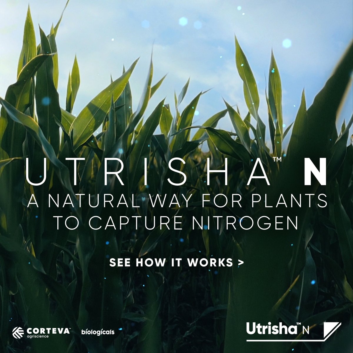 CortevaUS's tweet photo. Utrisha™ N is a biological solution that provides a variety of crops with an alternative, sustainable nitrogen source.

Learn more: https://t.co/pIJIpqV8ED https://t.co/PFhNvZvDl1