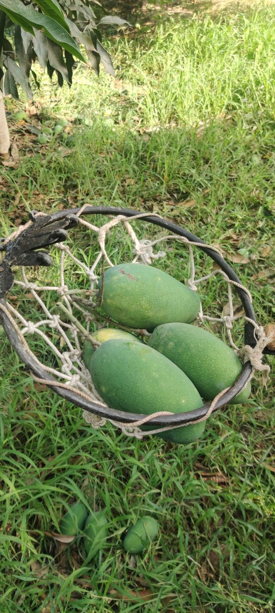 themangocompany's tweet photo. Hand picked with great care to prevent fruit damage and maintain quality💯

#pakistanimango #chaunsa #Pakistan #mangoseason #summer #farms #organic 
#chanab  #productofpakistan #themangocompany https://t.co/a5iM9IWcfT