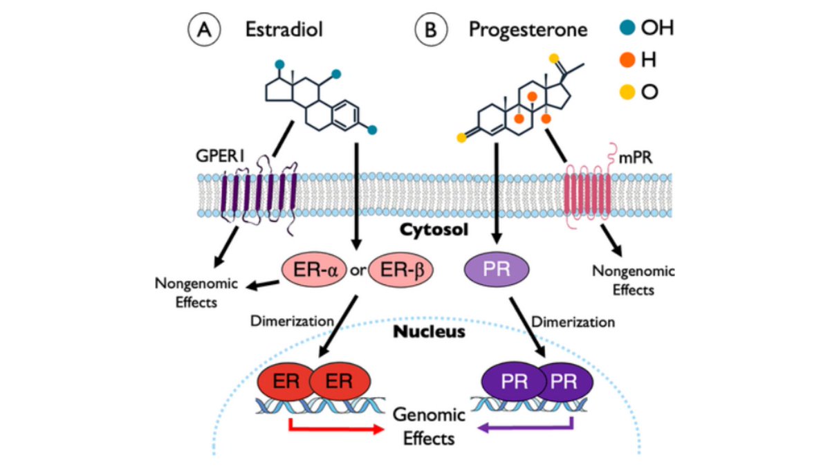 VanderbiltENT's tweet photo. *The results of the study show that estrogen &amp; progesterone receptors have distinct cellular locations providing a basis for further investigation into how hormones can cause &amp; affect this disease. #ISGS
@TalatalaHolla @ye_wenda @ZandyHillel @GelbardMd 
https://t.co/ccMOLI3ZyF https://t.co/QG7K5T1ZSw