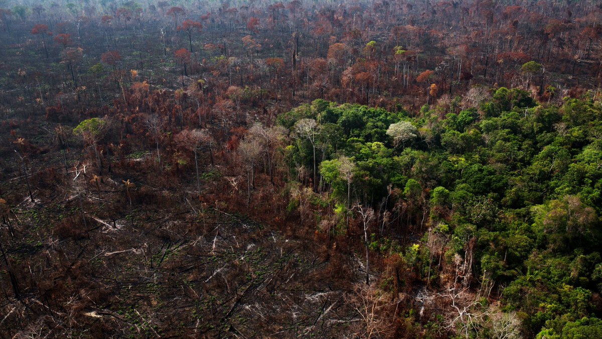 🌳 Forests play a crucial role in combating climate change by absorbing carbon dioxide. Let's support reforestation efforts and protect these valuable ecosystems. #ForestsMatter #CarbonSink