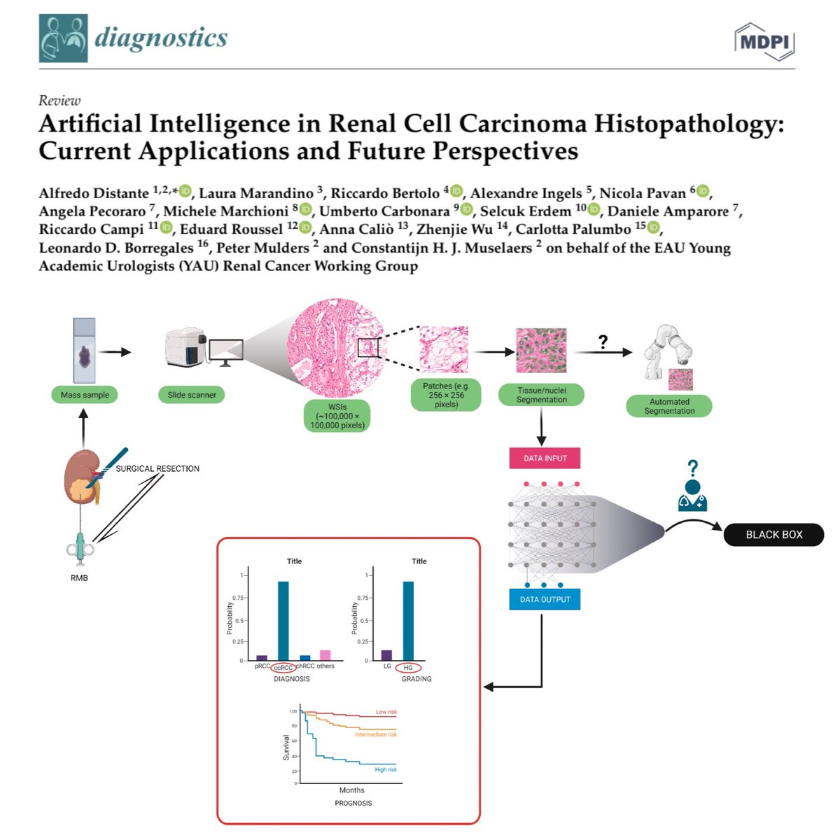 Congrats to Dr. Distante and @SMuselaers for leading @EAUYAU_RenalCa review exploring advancements in the field of #artificialintelligence 🤖🧠 in #kidneycancer #pathology. We aimed to assess whether they hold promise in improving #precision, #efficiency, and #objectivity of