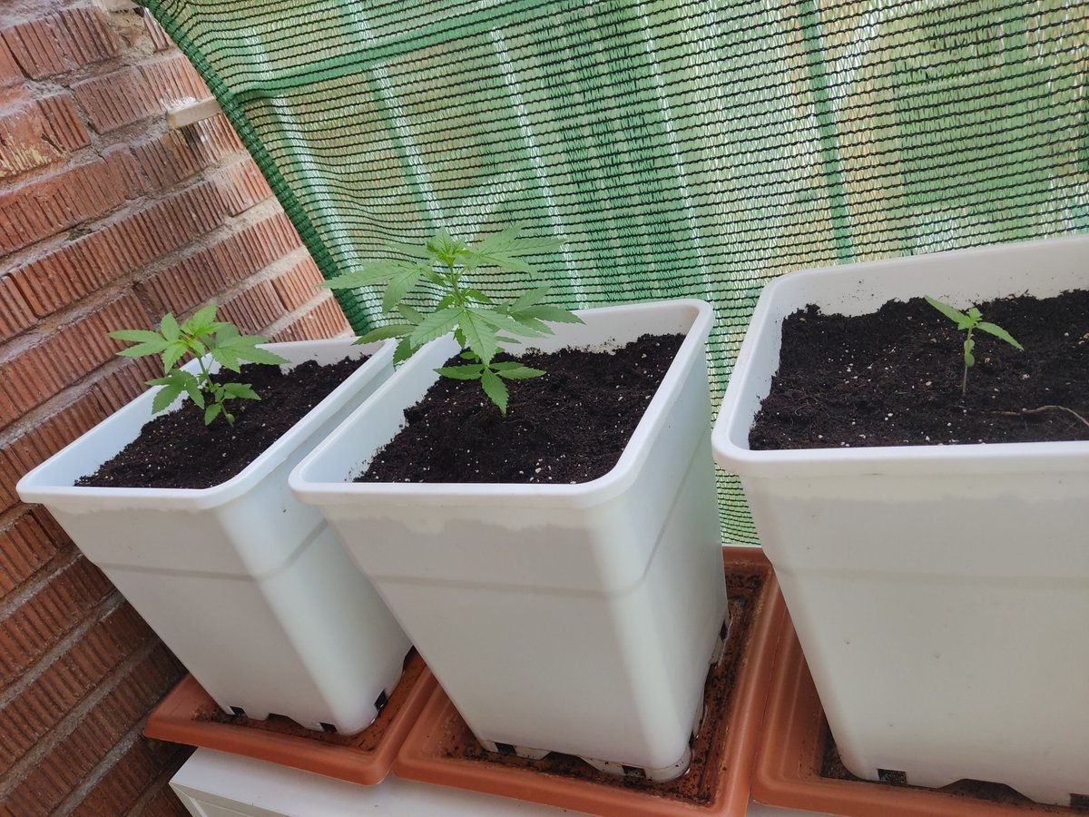 Berse_33 tweet media