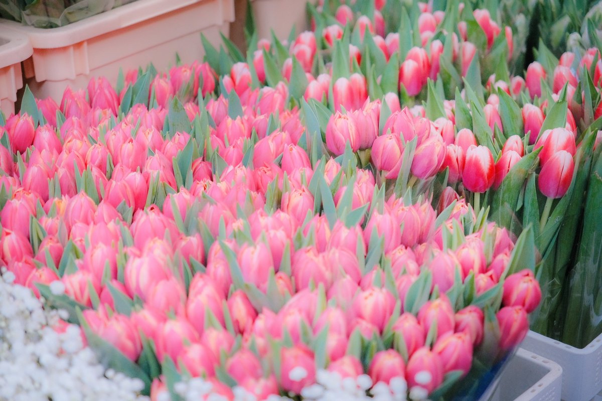 Columbia's flower Market Romantic life