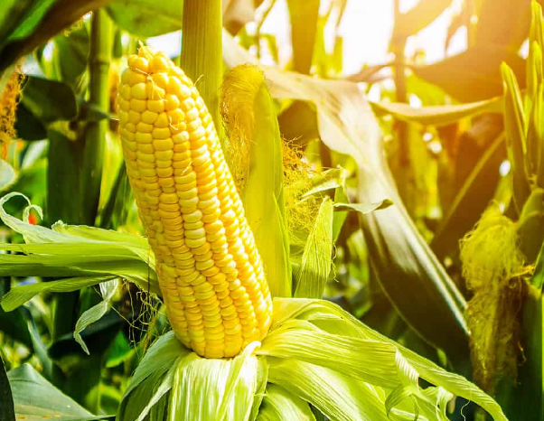 cornmaster_ng's tweet photo. Corn Master

A master in the art of maize cultivation.

https://t.co/IwpeFuZpDb https://t.co/2GZrk1mDVx