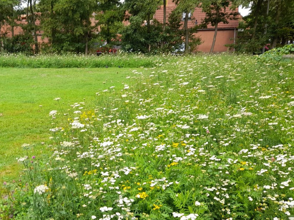 De dit voorjaar op diverse plaatsen in Segwaert Noordhove inheemse kruidenmengsels ingezaaid, ze worden mooi en zijn een voedselbron voor bijen, vlinders en insecten