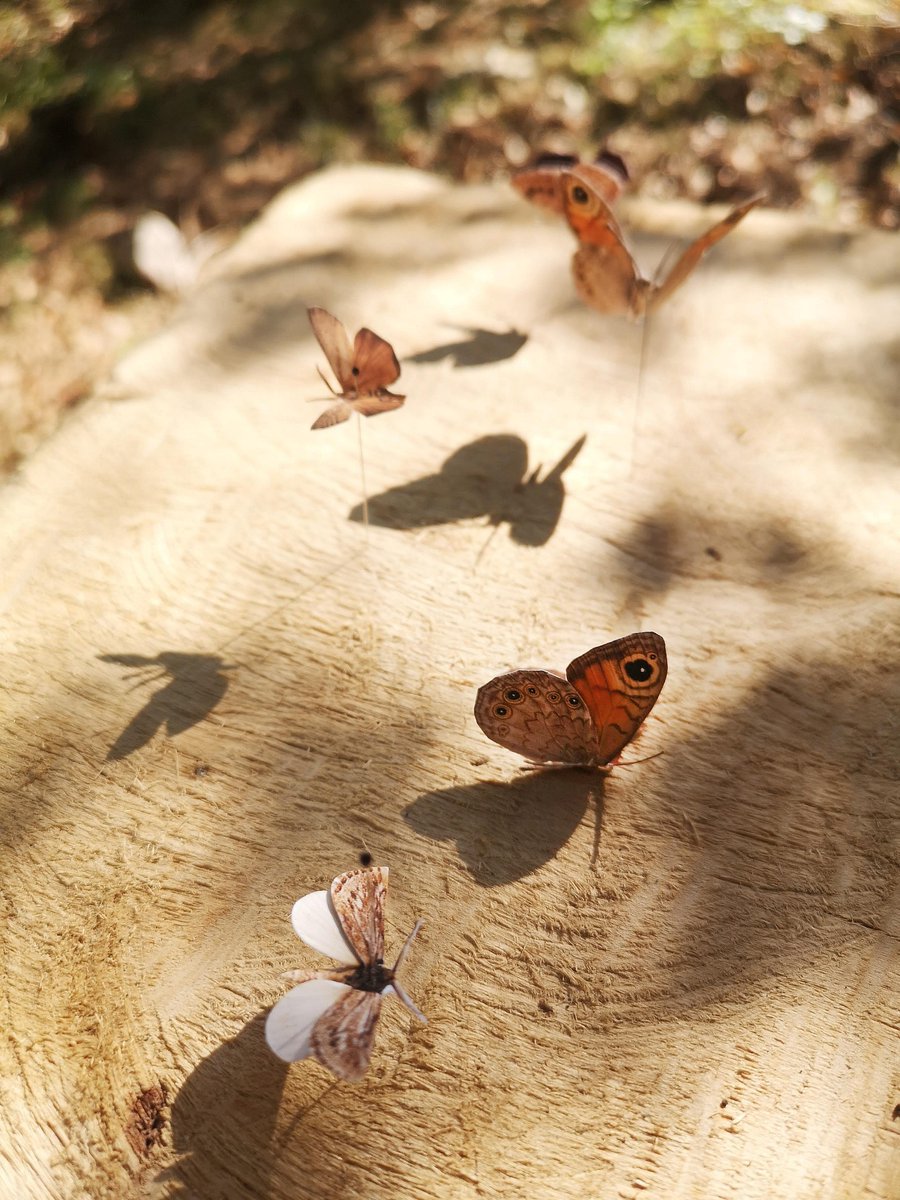 BolitGirona's tweet photo. #Collaboracions Un any més, acollim en residència una de les artistes del festival #ArtiGavarres, Toya Legido
'En extinció' és una instal·lació que visualitza la pèrdua de biodiversitat de lepidòpters a les Gavarres i les seves conseqüències.
📌https://t.co/riCU5G9FQW https://t.co/113xppBHFL