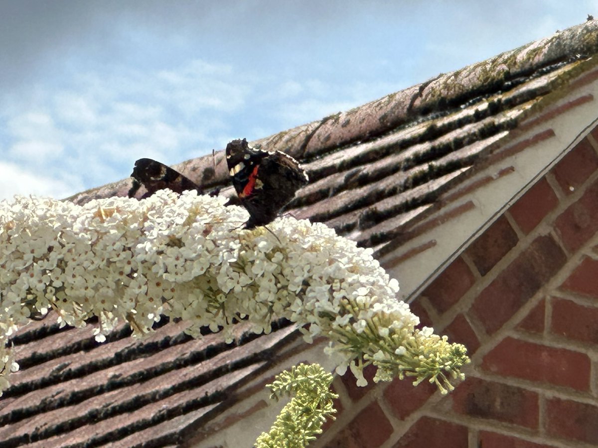 Today I’m helping Mum do a #BigButterflyCount #Hedgewatch Love Binx