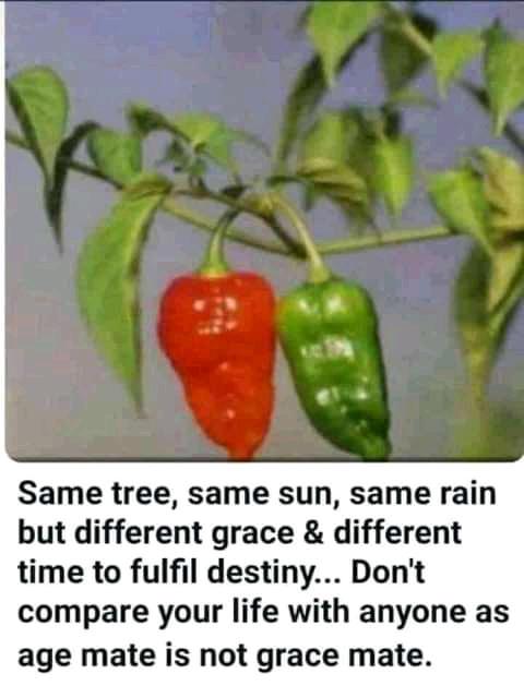 AustinAmpim's tweet photo. You ge'rit

Nii Ayi Mane Mahama Daily Graphic Mahama Thieves https://t.co/LiAf33Q3dK