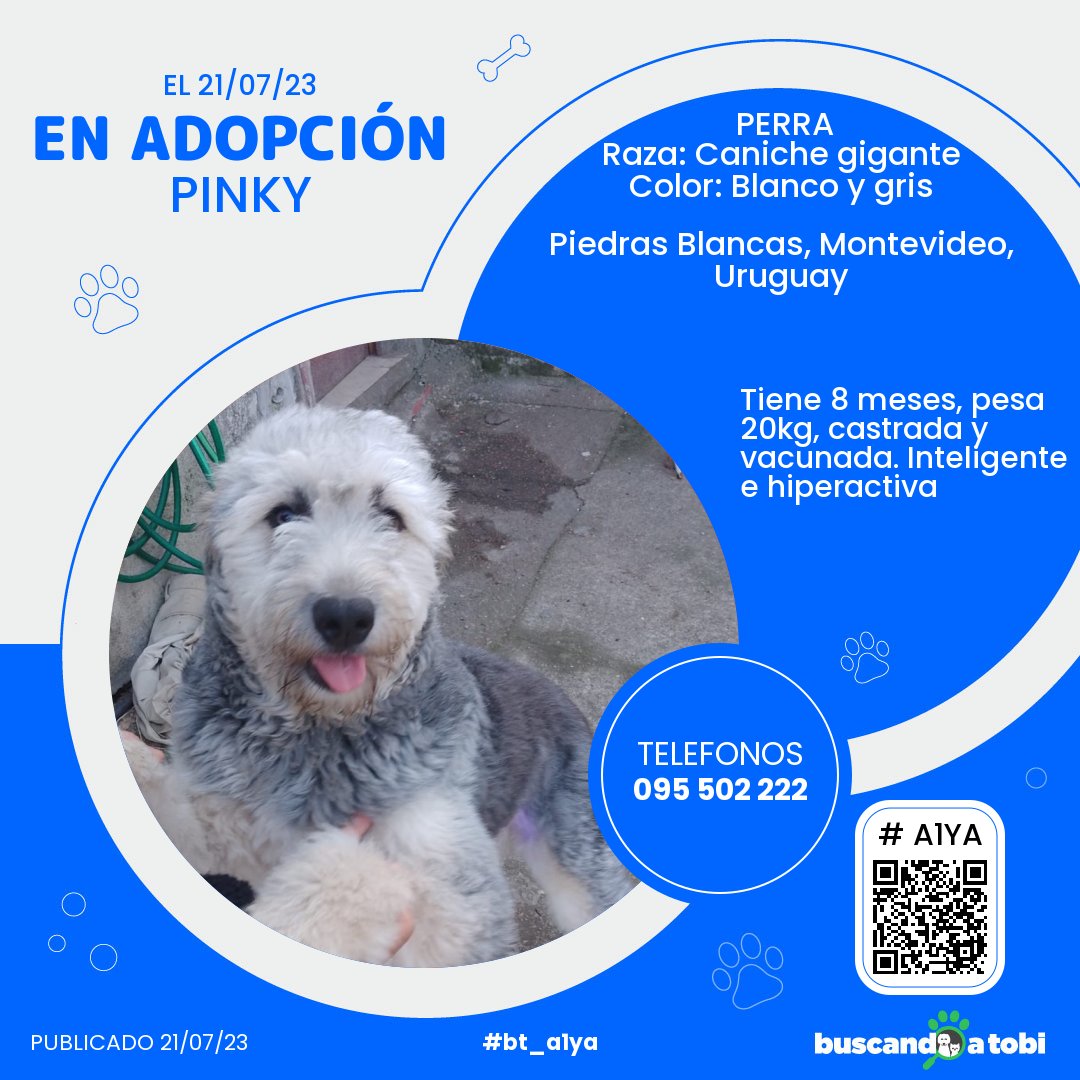 buscandoatobi.com tweet media