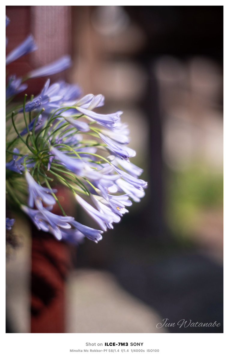 udgv11's tweet photo. #flower #floweres #flowerphotography #nature #NaturePhotography #landscape #landscapephotography #photography #bokeh #oldlens #SonyAlpha #オールドレンズ #花 #写真好きな人と繋がりたい #カメラ好きな人と繋がりたい #キリトリセカイ #ファインダー越しの私の世界 https://t.co/irp2nKemo0