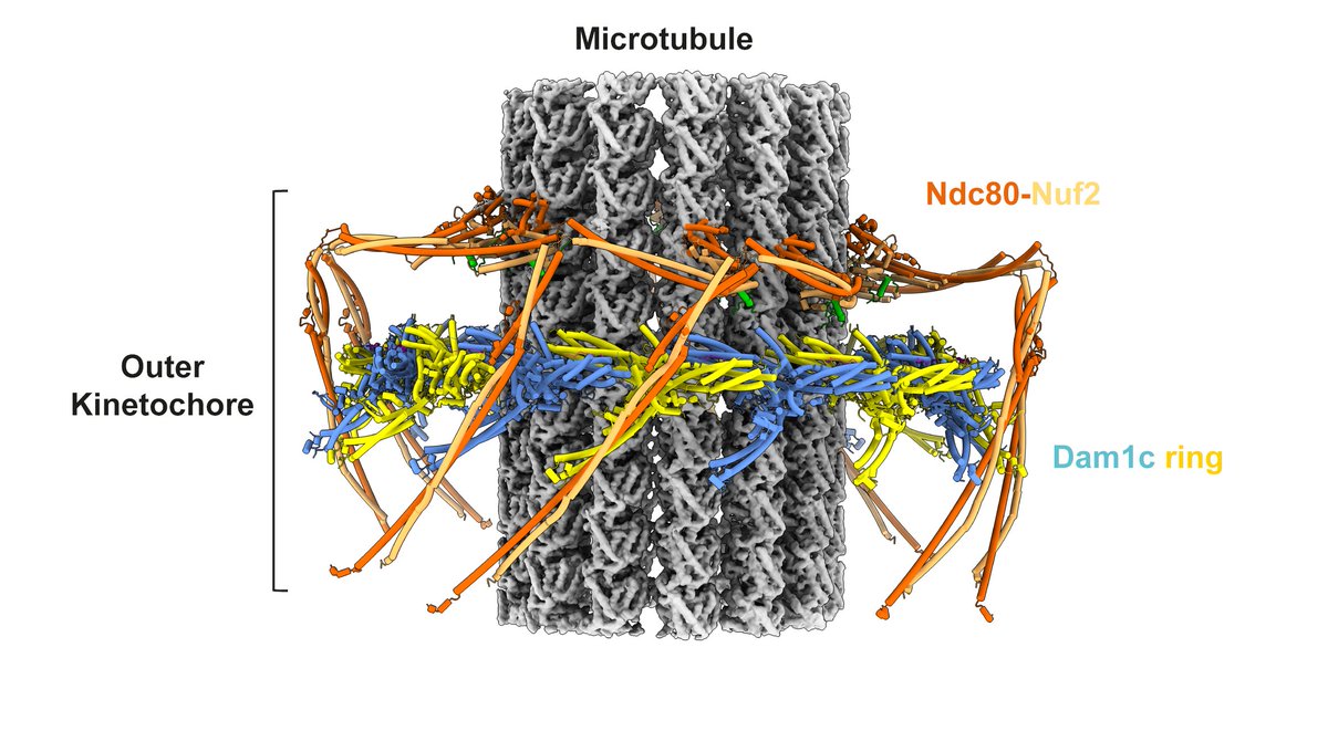 Pleased to share our latest preprint from the Barford group @MRC_LMB the structure of the yeast outer kinetochore bound to microtubules. Many thanks to David Barford, and my co-authors Chris Batters, @TDendooven @JYang188 @ZhangZiguo @AlisterBurt biorxiv.org/content/10.110…