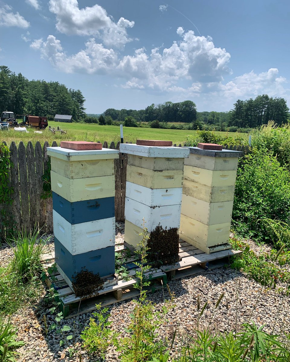 So much humidity! Bees “grow” beards in order to help them regulate the hive’s air flow. When it’s really hot and/or humid, they really like their beards! It’s a bunch of bees at the entrance(s) of their hive flapping their wings like a house fan.