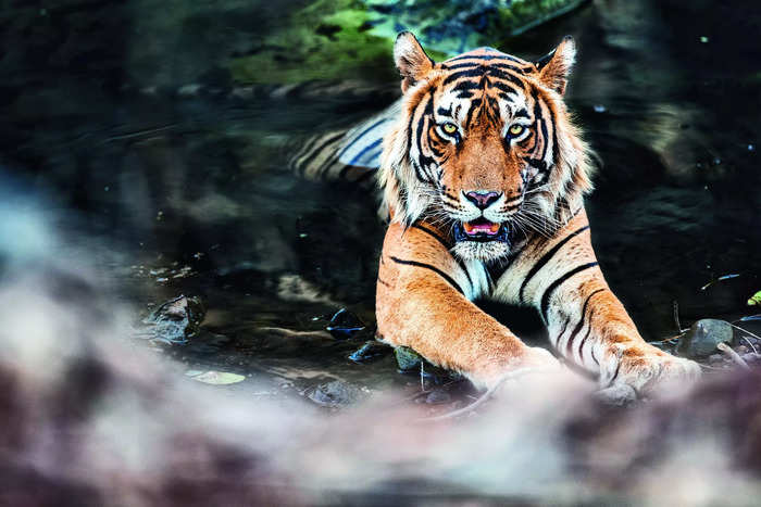 Wanted: Young Rangers to Save Our Stripes 

To read more , click here: bit.ly/3NPC93S

#SavingourStripes #tigers #conservation #projecttiger #tigers #forest #wildlife #YoungRangers #contest #students #studentsforfuture #kidsactivities #EmpoweringYouth