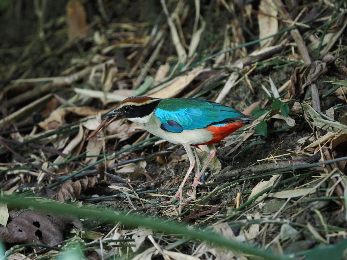 taiwanbirdguide's tweet image. Extremely late #FairyPitta ! Usually they will finish their breeding season by early July, but this pair are still feeding the 🐣🐣🐣🐣🐣

#TaiwanBirdGuide #Taiwan #bird #birding #birdtour