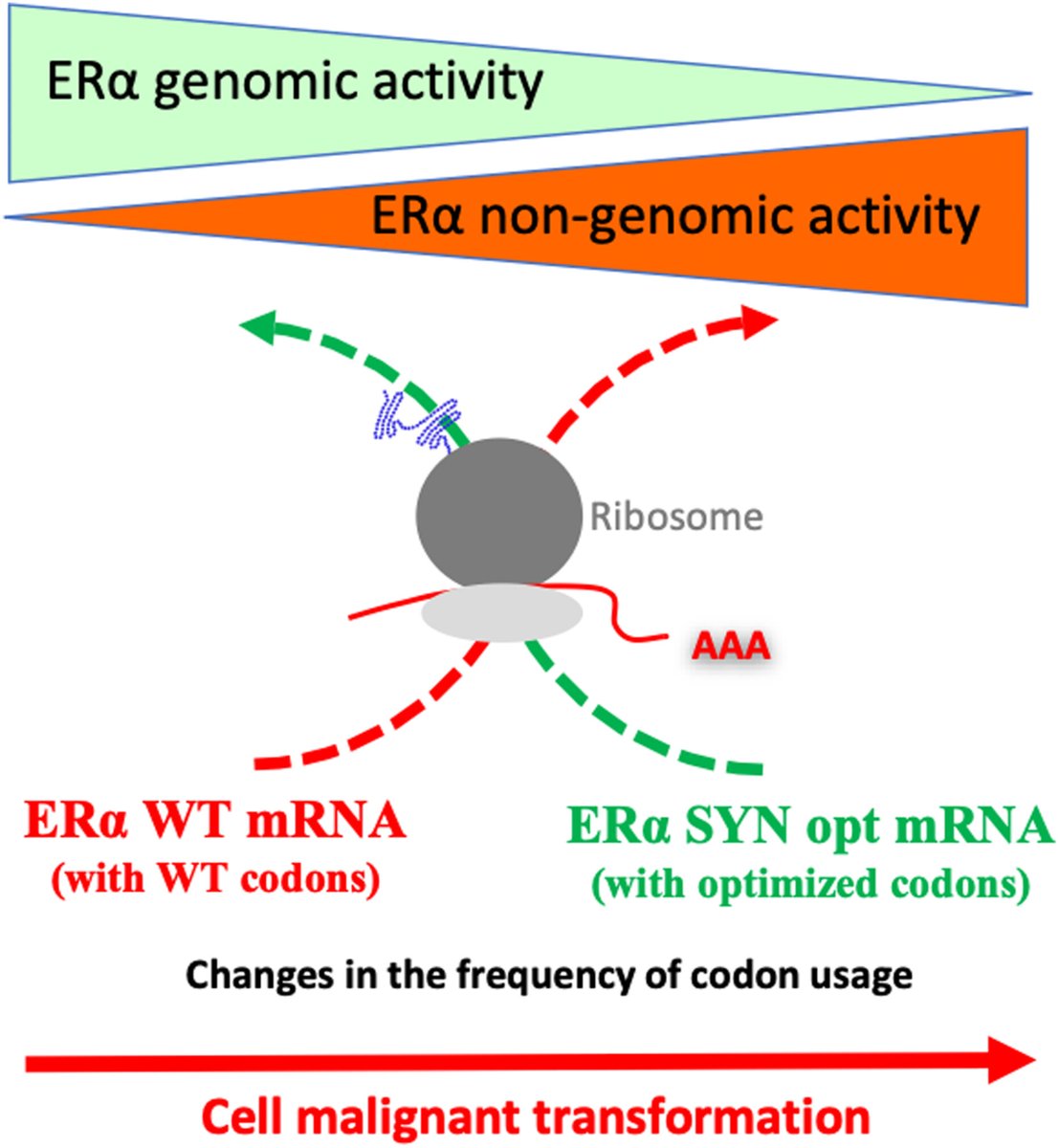 💫Codon adaptation by synonymous mutations impacts the functional properties of the estrogen receptor-alpha protein in breast cancer cells

🔗buff.ly/43zddUq

#EvolBio #CancerResearch #EvoDevo #CancerEvolution #EstrogenReceptor