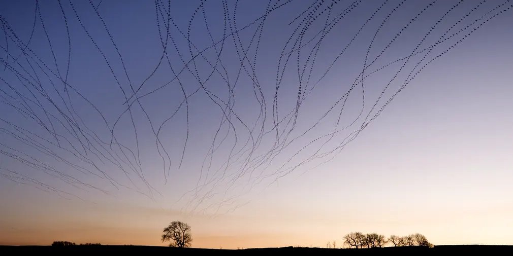 Here's something lovely: time-lapse composite photos of starling murmurations, by <a href="/KathCooper01/">Kathryn Cooper</a>.