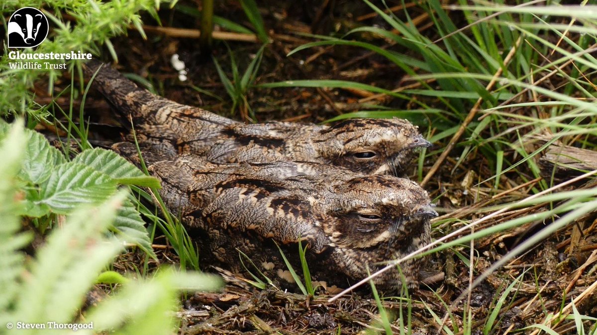 @Gloucestershire Wildlife Trust (@gloswildlife) on Twitter photo More good news from the Forest! Thanks to our conservation grazing efforts and land management work, we have confirmation that nightjars have successfully bred and fledged chicks this summer!
<a href="/WildlifeTrusts/">The Wildlife Trusts</a> <a href="/BBCGlos/">BBC Gloucestershire</a> More good news from the Forest! Thanks to our conservation grazing efforts and land management work, we have confirmation that nightjars have successfully bred and fledged chicks this summer!
<a href="/WildlifeTrusts/">The Wildlife Trusts</a> <a href="/BBCGlos/">BBC Gloucestershire</a>
