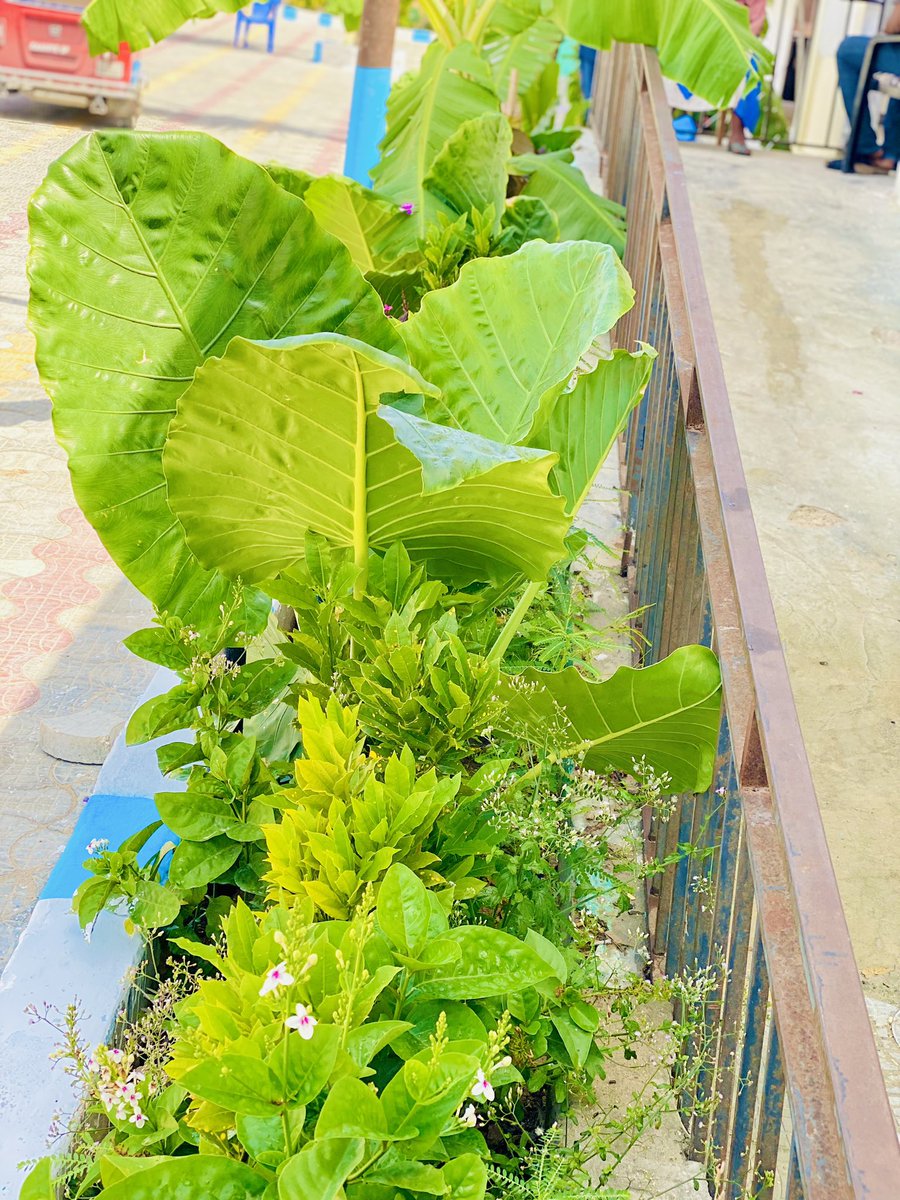DiiniCompany's tweet photo. What is more beautiful this Garden ?   #Green_Is_Our_life    
 #Green     
#injoy
@DiiniCompany 
@DiniAli13 https://t.co/Jmb8hhDhpx