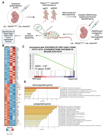 🚨#HotPaper #mdpicancers ✔️
"The NOTCH-RIPK4-IRF6-ELOVL4 Axis Suppresses Squamous Cell Carcinoma"
📑Link here: mdpi.com/2072-6694/15/3…