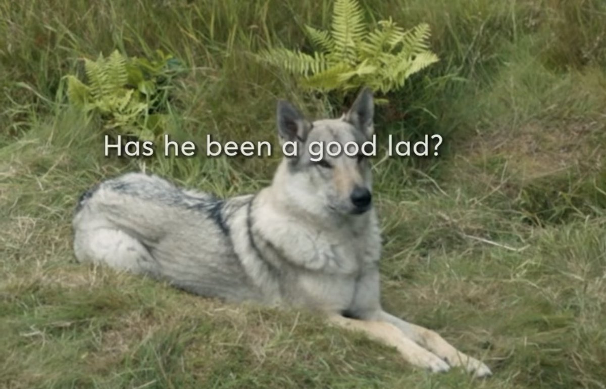 🐺🐾🐾hear me!… where’s ROLLO? Who is this new kid??🥹🥹😫☺️ you had to know we’d notice! 🥸Love, a few furkid huskies mom… <a href="/Writer_DG/">Diana Gabaldon</a> <a href="/Outlander_STARZ/">Outlander Universe</a> <a href="/caitrionambalfe/">Caitríona Balfe</a> <a href="/SamHeughan/">Sam Heughan</a> <a href="/TallShipProds/">Maril Davis</a> I haven’t googled