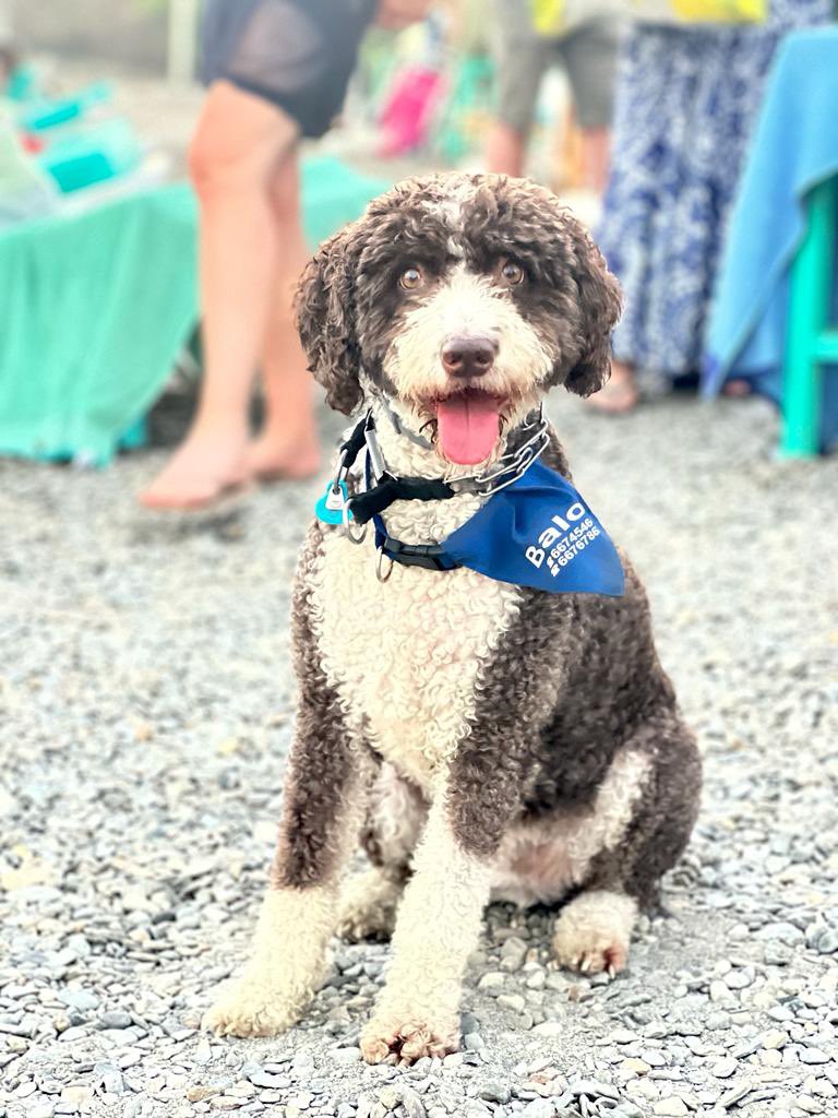 Adolfo Hernandez tweet media