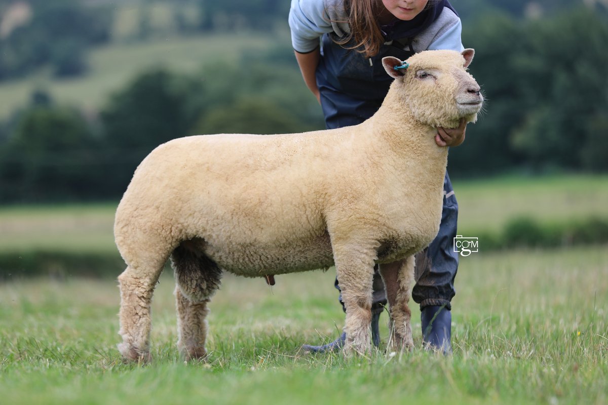 We've a great team for this year's Southdown Sheep Society Premier Sale at <a href="/McCartneys/">Mc Cartney</a> Rural, Worcester, on 5th August, including one of this summer's show stars, Littlebrook Eddie The Eagle.

Full details and photos of all our entries are on our website - chaileybrook.co.uk/.../top-team-f…