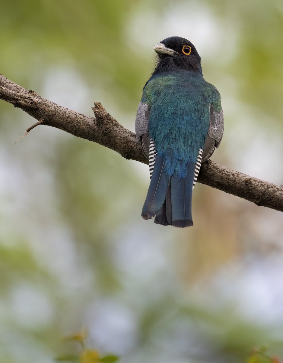 Un trogón curucuí en un parque urbano de la ciudad de Cuiabá

Parece mentira la cantidad de aves que puede albergar un lugar a priori tan poco natural como un parque en mitad de tanto asfalto