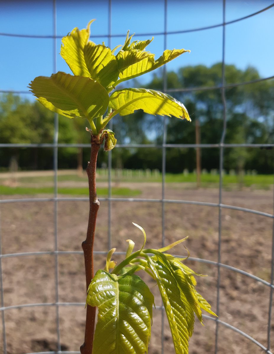 #Baumschutz in #Agroforstsysteme|n - einen ersten Überblick dazu bietet unser neues Infoblatt! Vielen Dank dafür an die Aktiven unseres Fachbereiches Ökonomie!
tinyurl.com/4amt3ns7
#Agroforst #bäume #landwirtschaft