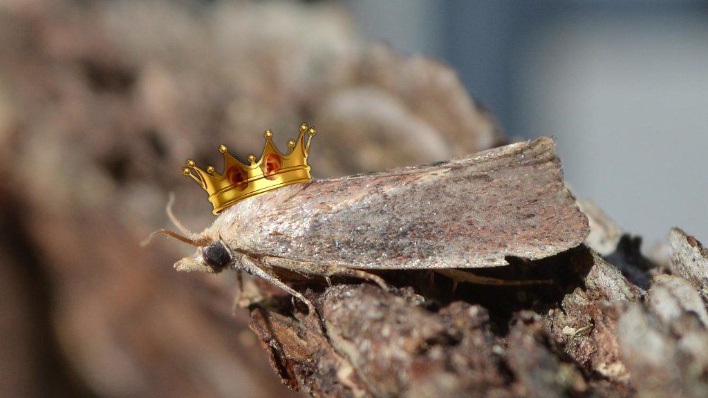 The undisputed king of extreme high-frequency sound sensing ability is the greater wax moth. They can sense frequencies of up to ~300 kHz, twice the highest frequency the supersonic-sensing dolphin can detect (~160 khz). Happy #FunFactFriday everyone!