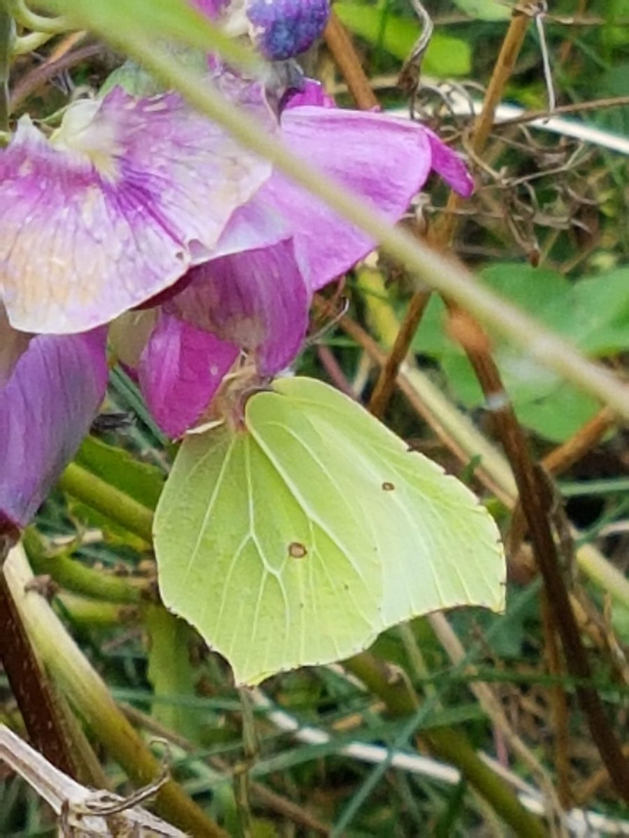 Perfectly #camouflaged the #Brimstone #butterfly feeds off #Everlasting Pea. The greenish leaf-like wings blend into the backgraound protecting the butterfly from predation.