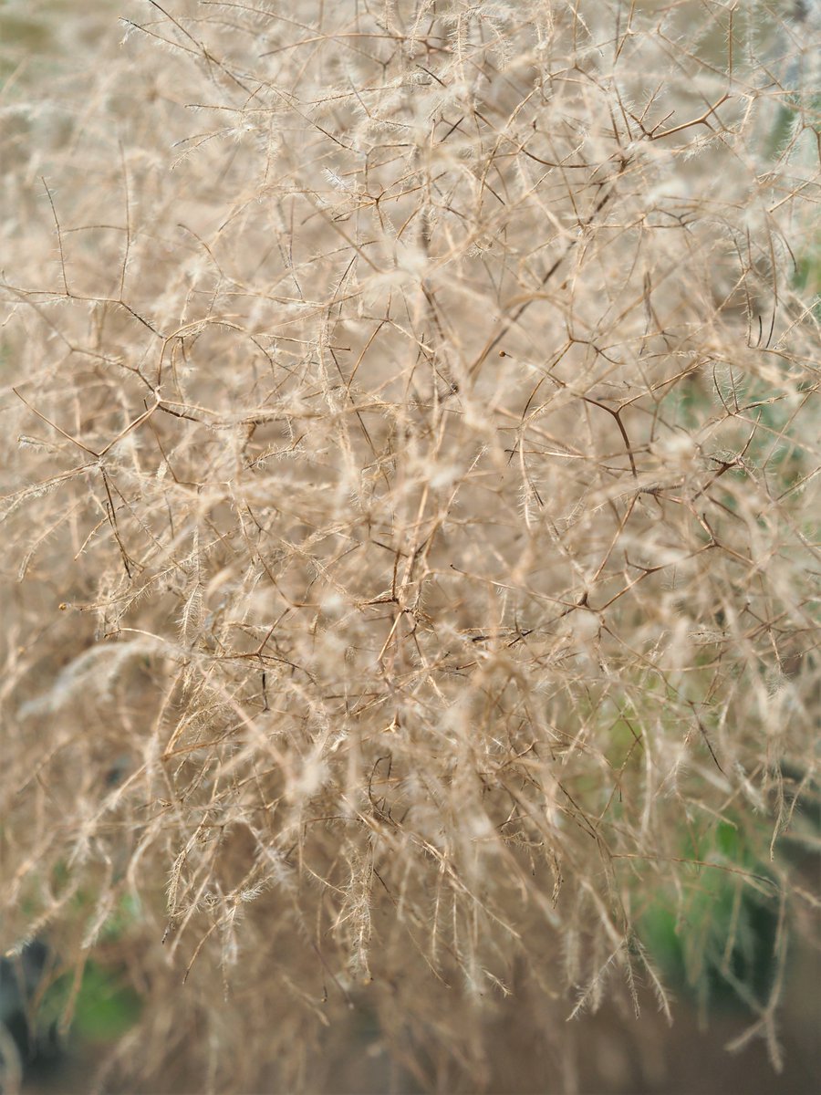 W7n1JthM7kFcjrr's tweet photo. もふもふのスモークツリー
#写真好きな人と繋がりたい
#TLを花でいっぱいにしよう
#スモークツリー #OLYMPA https://t.co/x0FXD6mpJl