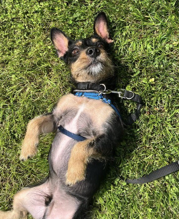 AbbysAnimals1's tweet photo. Choose happiness or belly rubs~ they are the same thing to Otis💗
#twpdogwalker #washingtontwpnj #petsitting #abbysanimalsitters #twppetsitter #washingtontwp #washingtontwpbestof2022 #dogwalking #wearetwp #gloucestercountynj #dogslife #fyp #reels #catstagram #🐙🐙 https://t.co/rkS7GyMUev