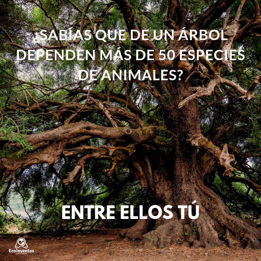 ¿Sabías que de un árbol dependen más de 50 especies de animales? 🌳