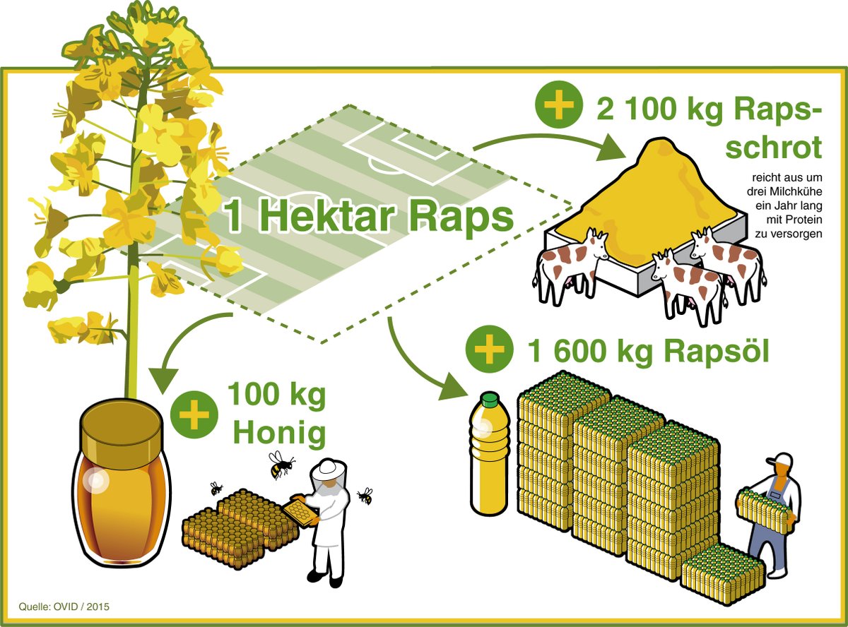 OVIDVerband's tweet image. Die Realität ist komplexer als die Teller-Tank-Diskussion vermuten lässt: Aus den Pflanzen werden nämlich stets mehrere Erzeugnisse gewonnen, und das ist gut so: #Biokraftstoff UND #Lebensmittel sowie #Tierfutter. So z. B. bei Raps, ähnlich aber auch bei Getreide: