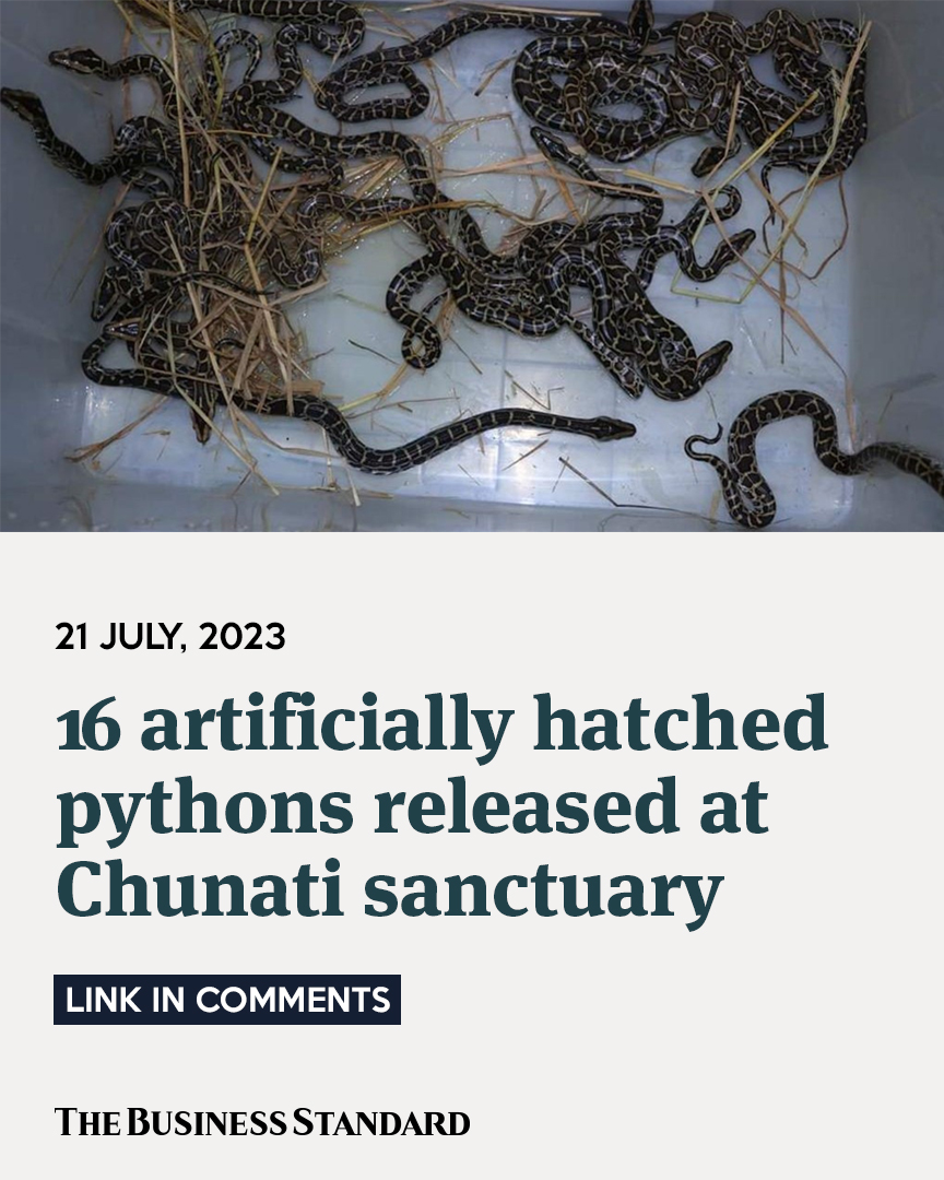 tbsnewsbd's tweet photo. A total of 16 pythons, artificially hatched at the Chattogram Zoo, have been released at the Chunati Wildlife Sanctuary.
#pythonrelease #artificiallyhatched #chattogramzoo #SnakeRescued #wildlife #TBSNews https://t.co/oWdwMons5f